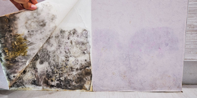 mold damage insurance